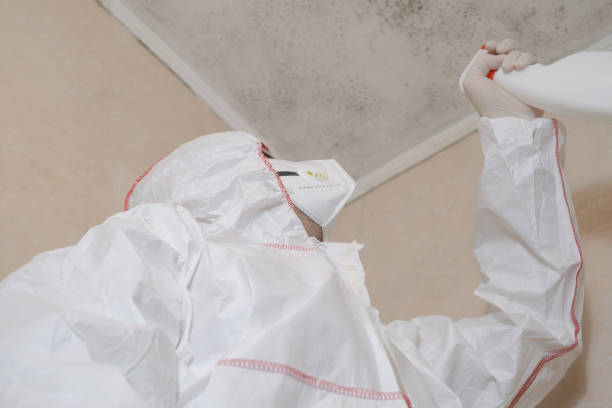 Best DIY Mold Remediation Support Services in Lumberton, TX
