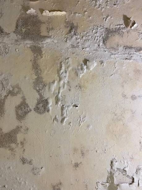 Best Post-Flood Mold Remediation in Lumberton, TX