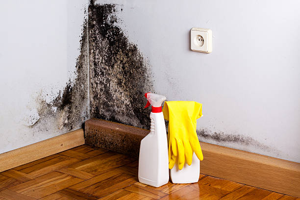 Best Residential Mold Remediation in Lumberton, TX